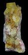 Lustrous, Yellow Cubic Fluorite Crystals - Morocco #32305-2